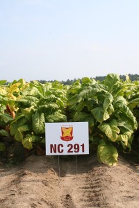 NC291