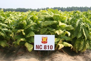 NC810