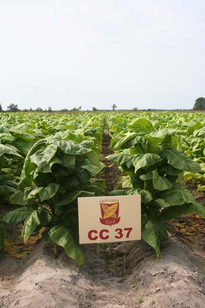 CC 37 CC 37