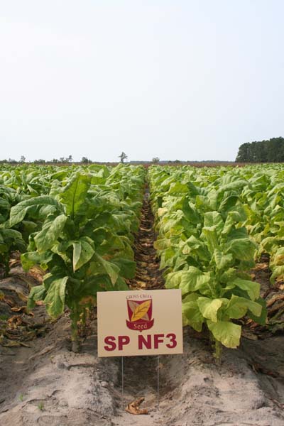 SP NF3 SPNF3