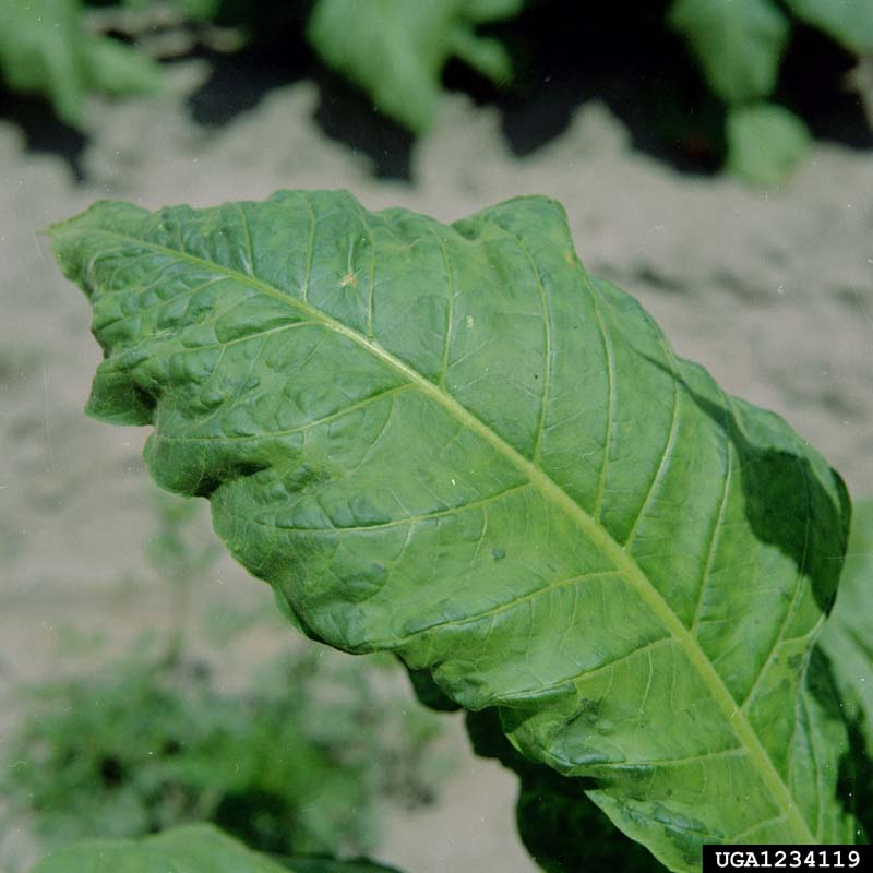 tobacco mosaic virus Tobacco mosaic virus, tmv (rougier j, inra) tobacco mosaic virus on tomato mosaic due to tmv on a tomato tobacco mosaic virus, tmv (rougier j ,. tobacco mosaic virus Tobacco mosaic virus, tmv (rougier j, inra) tobacco mosaic virus on tomato mosaic due to tmv on a tomato tobacco mosaic virus, tmv (rougier j ,.